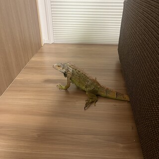 里親決定しました！グリーンイグアナ！