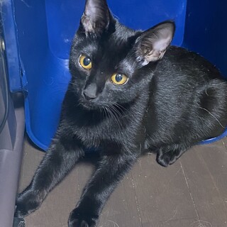 黒猫のクロスケ