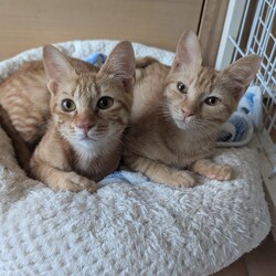 あさひねこ ねこの譲渡会 サムネイル2