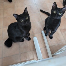 あさひねこ ねこの譲渡会 サムネイル3