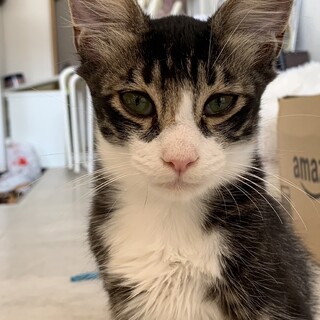 山で保護した子ねこたち