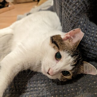 人馴れビミョー【ロイ】