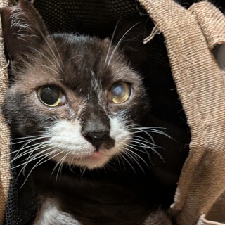 元飼い猫？エイズキャリア【ボブリュウ】