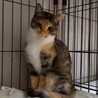 三毛の葉月ちゃん★2歳 サムネイル2