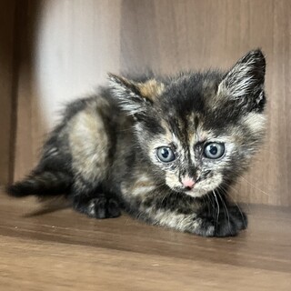 【かわいいカラー】サビMIX