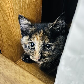 モフモフサビちゃんちょっと長毛