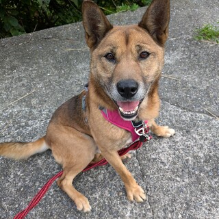 大きな体の甘えん坊ロッジくん