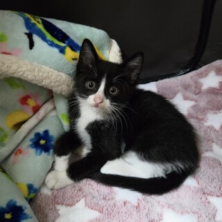 人も猫もワンコも大好きな甘えっ子のアーニャちゃん！