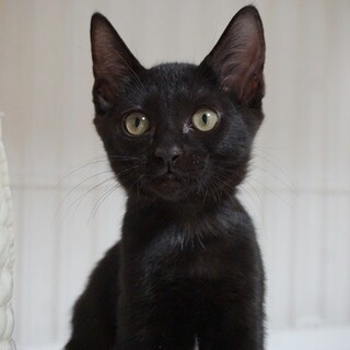 黒猫好きさんお勧め人慣れ抜群な女の子