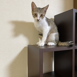 【手術済み】キジ白の女の子