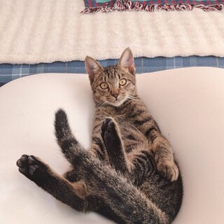 虐待よりレスキュー！幸せになりたいアランくん！