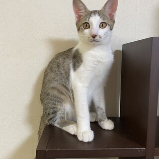 【手術済み】キジ白の男の子