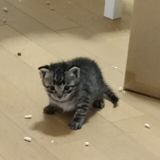 生後1ヶ月サバトラ