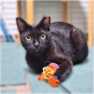 人馴れ猫慣れ◯❤️黒猫くるみちゃん