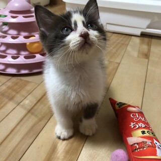 ありがとうございました★ココア柄のクリップちゃん