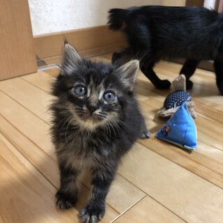 ありがとうございました★黒キジ　クレヨンちゃん