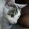 　めぐ　