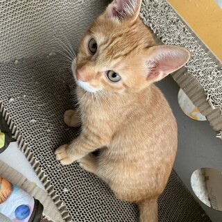 イケメン茶トラ(2ヶ月)