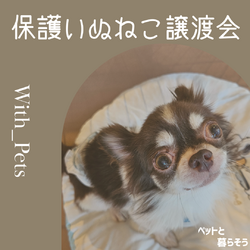 保護いぬ譲渡会