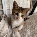 美猫三毛ちゃん(2ヶ月)