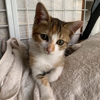 美猫三毛ちゃん(2ヶ月)