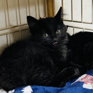 長毛ブラック　エンジェル2ヶ月