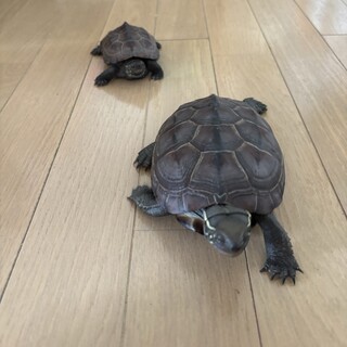 銭亀のルルとリリの里親募集