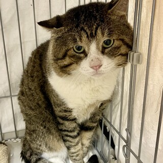 ショーヘイ⭐︎BIGボーイ⭐︎キジ白男の子