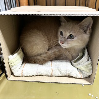 薄茶色の茶トラ子猫の里親様募集です