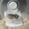 ろぼはむ さん