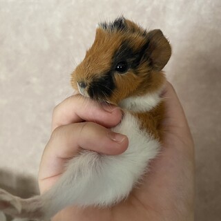 モルモット2匹募集中