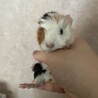 モルモット2匹募集中 サムネイル2
