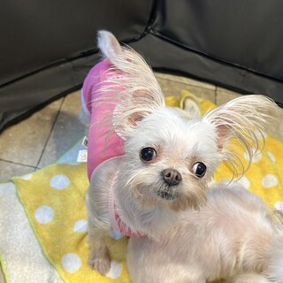 ヨークシャー・テリアMIX × 東京都が募集対象」保護犬の里親募集情報