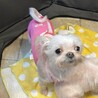 推定2019年生 MIX ♀クッピーちゃん♡ サムネイル2