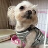 推定2019年生 MIX ♀クッピーちゃん♡ サムネイル6
