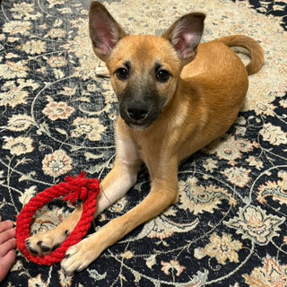 少しビビりな野犬の子犬メープルちゃん