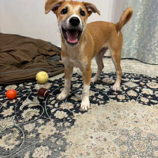 元気いっぱい野犬の子犬パンくん