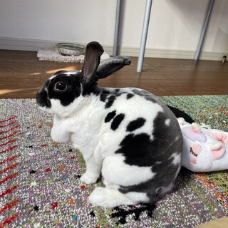 ミニレッキス　3歳　女の子