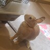★里親決定★保護うさぎ静岡っ子　あかねちゃん サムネイル5