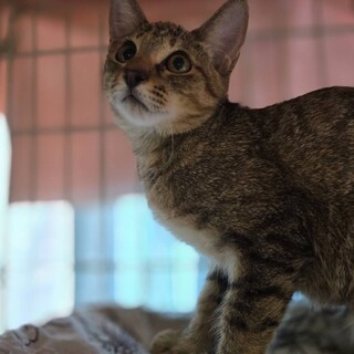 控え目だけど甘えんぼ　サニーちゃん