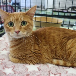 たんぽぽちゃん