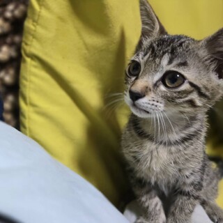 とにかく甘えたいボーイ/フィルくん