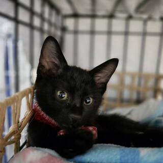 控え目だけど甘えた/ラーヤちゃん