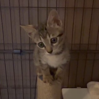 テチテチ歩くみくりちゃん