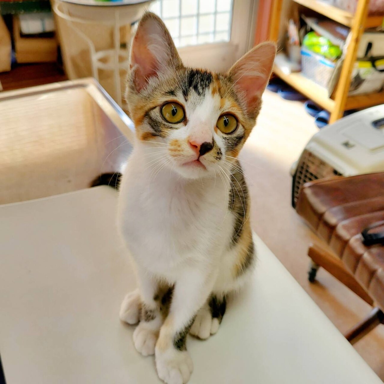 Alps Cru – ※三毛猫様、専用です。 幸せを運ぶ三毛猫すずちゃん」三重県 - 猫の里親募集(503654