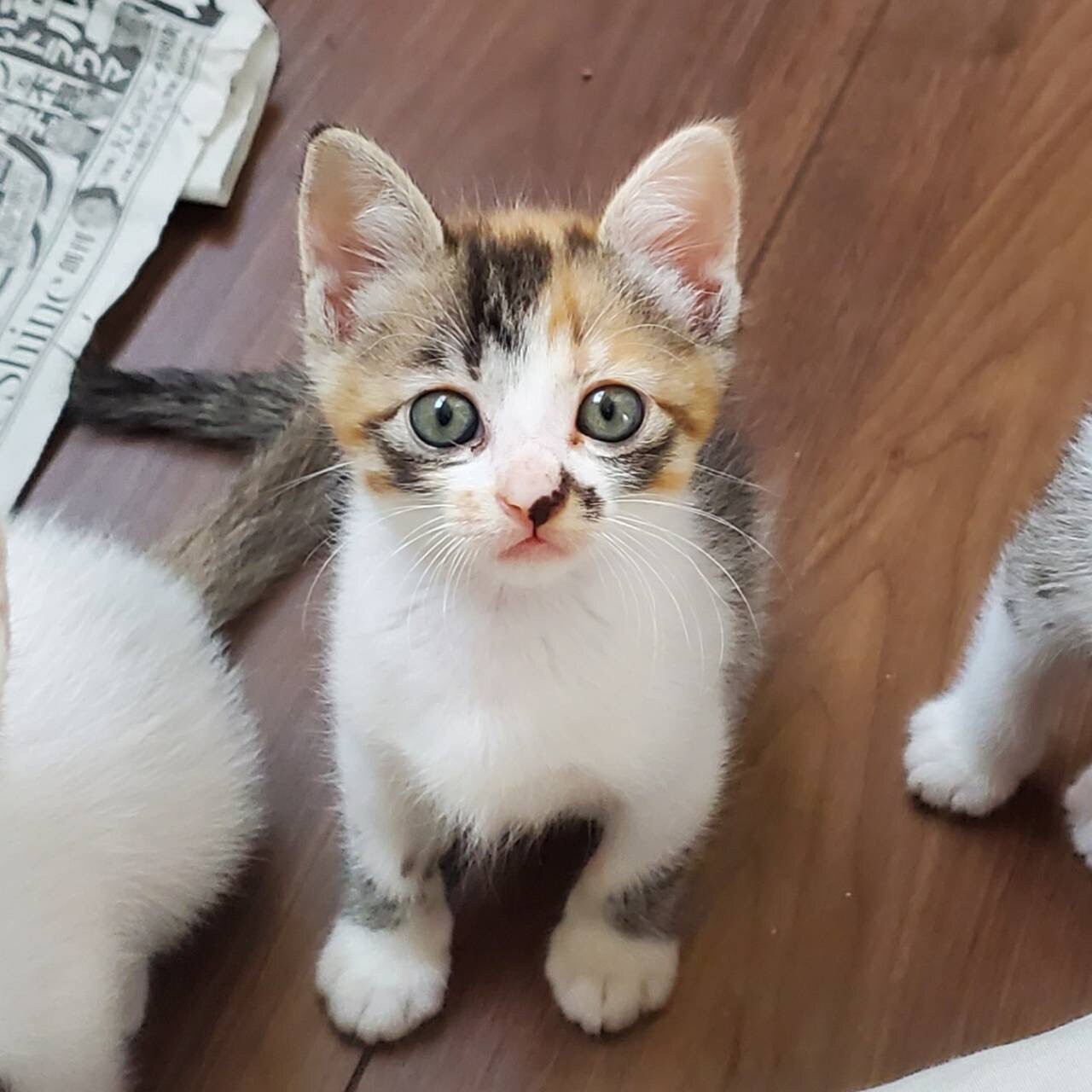 幸せを運ぶ三毛猫すずちゃん」三重県 - 猫の里親募集(503654) 2枚目の