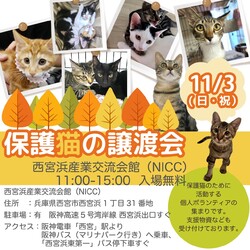 西宮保護ねこ かぎしっぽ主催譲渡会