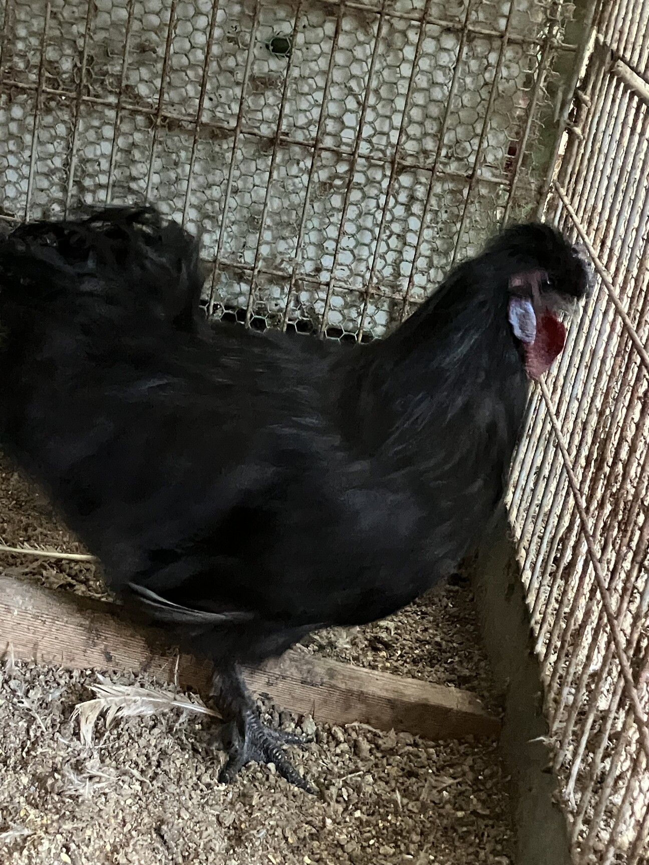 鳥貴族さん専用 グレー 26.5 烏骨鶏 幼雛 2羽」千葉県 - 鳥の里親募集(507593) :: ペットの