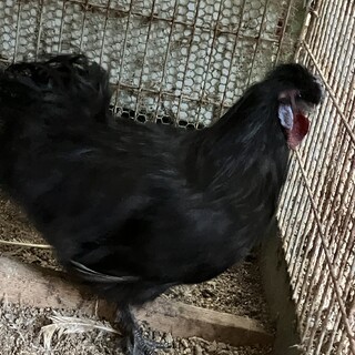 黒烏骨鶏　オス　9ヶ月くらい