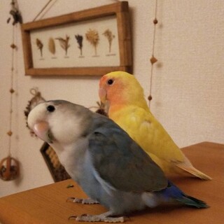 つがいのコザクラインコです。